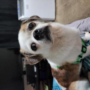 Found Dog Unknown