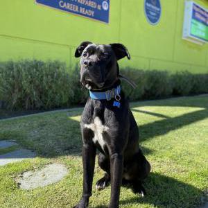 Image of Rocky, Lost Dog