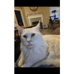Lost 2 Boris (TX)