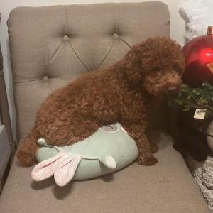Lost Dog Juniper