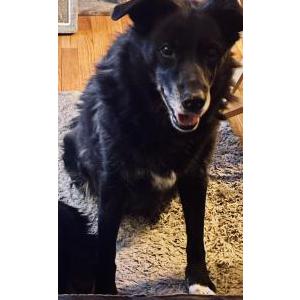 Image of Reese, Lost Dog