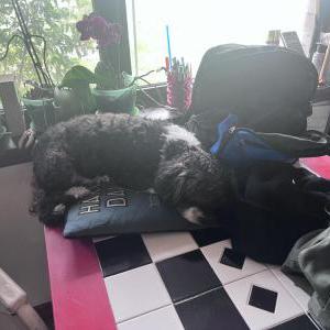 Image of Sparkles, Lost Dog