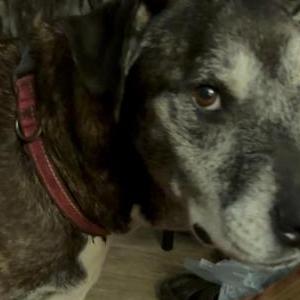 Image of Emmy, Lost Dog