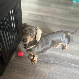 Image of Levi, Lost Dog
