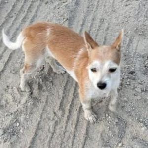 Image of Fresa, Lost Dog
