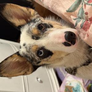 Lost Dog Pua