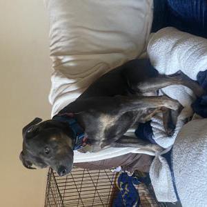 Lost Dog Charlie