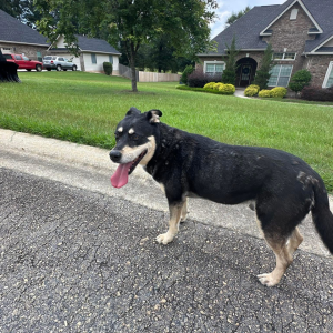 Image of Moose, Lost Dog