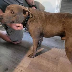 Image of Unknown, Found Dog
