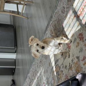 Image of Max, Lost Dog