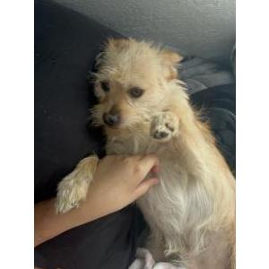 Lost Dog Peluchin
