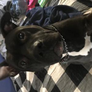 Image of Chaos, Lost Dog