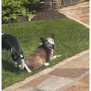 Image of Truman, Lost Dog