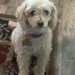 Image of Maya, Lost Dog