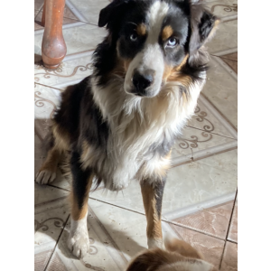 Image of AZUL, Lost Dog