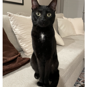 Lost 2 Rambo (TX)