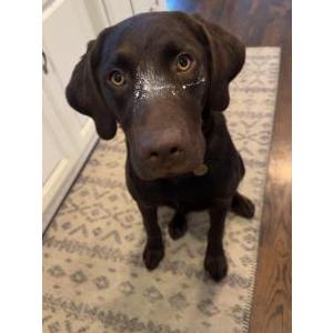 Image of Howard, Lost Dog