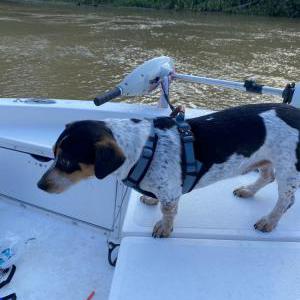 Image of Lil Bit, Lost Dog