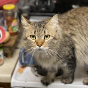 Lost 1 Cleo Elizabeth (TX)