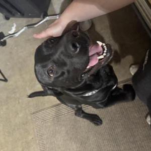 Image of Unknown, Found Dog