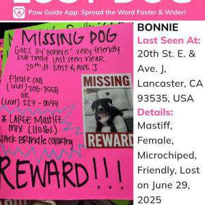Image of Bonnie, Lost Dog