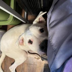 Image of Arctic, Lost Dog