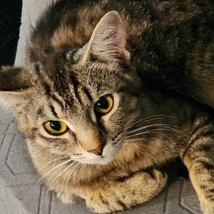Image of Bounty, Lost Cat