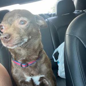 Image of Tusi, Lost Dog