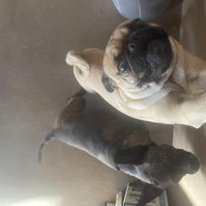 Lost Dog Cookie
