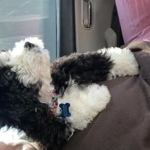 Image of Linus, Lost Dog