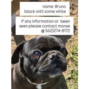 Lost Dog Bruno