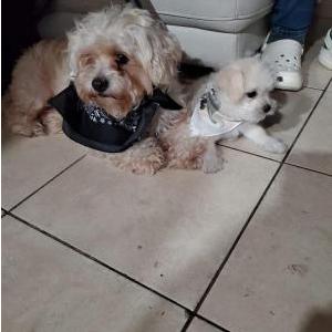 Lost Dog Rocco