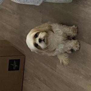 Lost 1 Ella (NY)