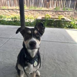 Image of Kira, Lost Dog