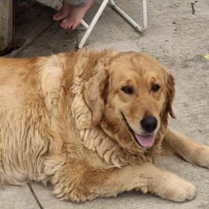 Image of Ann, Lost Dog