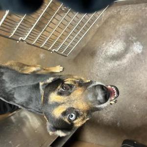 Image of Unknown, Found Dog
