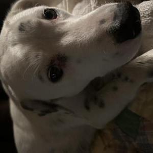 Image of Nugget, Lost Dog