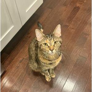 Lost 2 Cleo (NC)