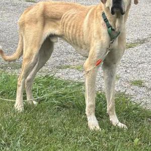 Image of Unknown, Found Dog