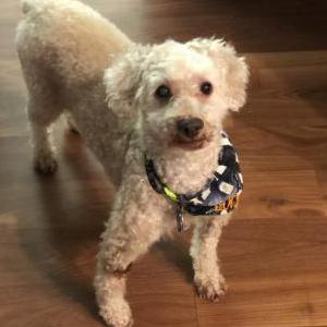 Lost 1 Rocky (FL)