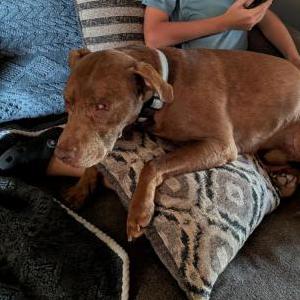 Image of Pippin, Lost Dog