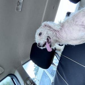 Image of Unknown white small, Lost Dog