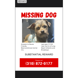 Lost Dog Duce
