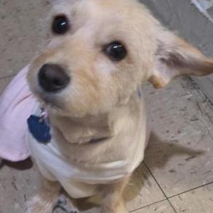 Lost 1 Fancy (NY)