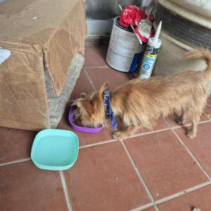Found Dog Unknown