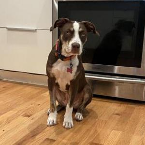 Image of Maggie, Lost Dog