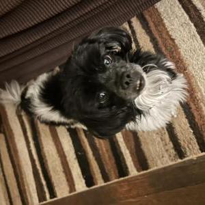 Image of Snoopy, Lost Dog