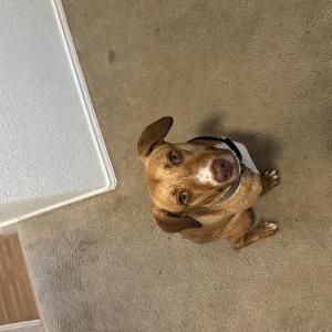 Image of Unknown, Found Dog