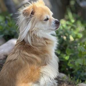 Lost Dog Billy