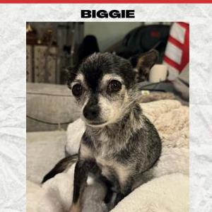 Image of Biscuit or Biggie, Lost Dog